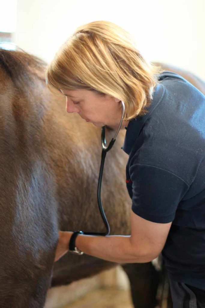 Udkørende mobil dyrlæge tilser heste, hunde og katte